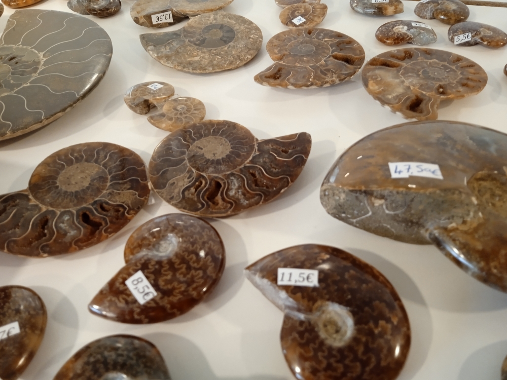 diversite-de-fossiles-ammonites-St-Pol-de-Leon