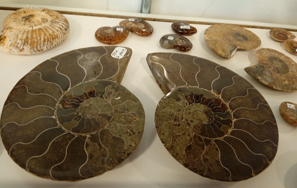 fossiles-ammonites-St-Pol-de-Leon